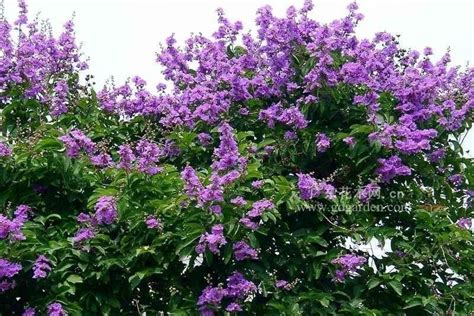 紫微植物|紫薇（千屈菜科、紫薇属植物）